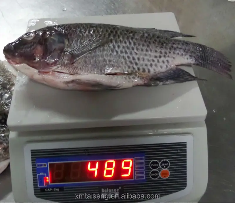 Wholesale Of Black Frozen Tilapia Whole Round Specification Buy Whole