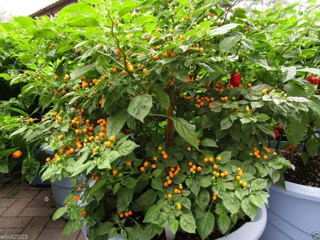 10 Aji Charapita Hot Pepper Seeds,C frutescens,From the Amazonian region of...