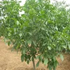 Walnut seedling saplings
