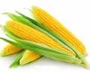 best price and high quality of corn starch modified