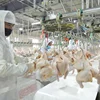 ISO Halal Poultry slaughter Equipment/Chicken Meat Processing Machinery