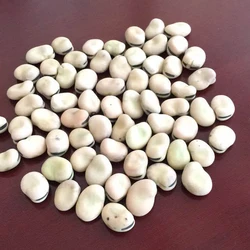 agriculture beans lima beans