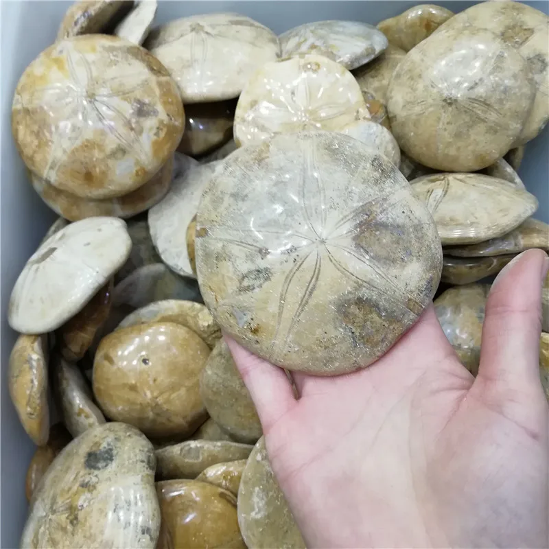 Полезные ископаемые из раковин морских животных