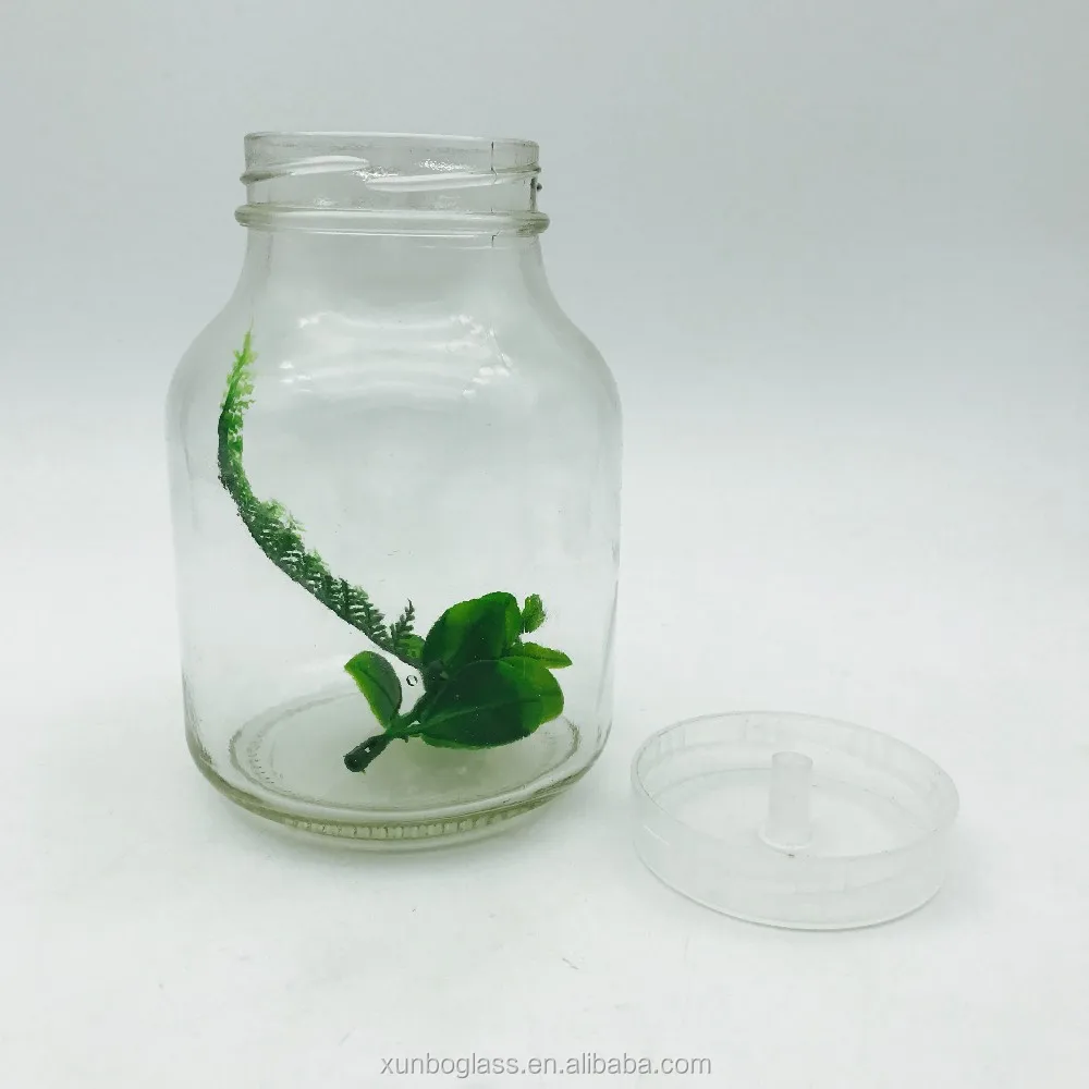 Transparent Plant Vessel 650ml Glass Tissue Culture Jar With Plastic