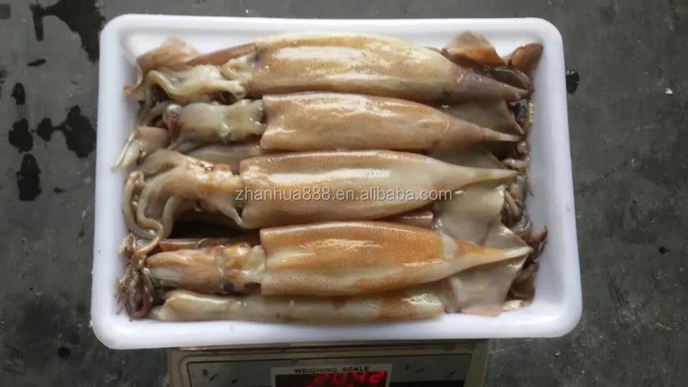 Frozen Bait Calamari Squid U100g - Buy Frozen Calamari,Frozen Squid