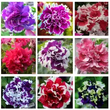 petunia petals flower, color flower seeds, 200seeds/bag