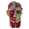 Human Mini Size Head Musculature Anatomy Structure Model Students Toy Head Model
