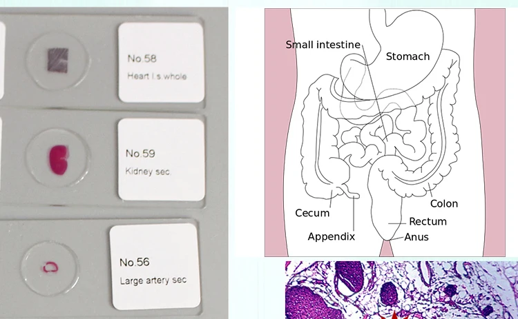 008 histology slides.jpg