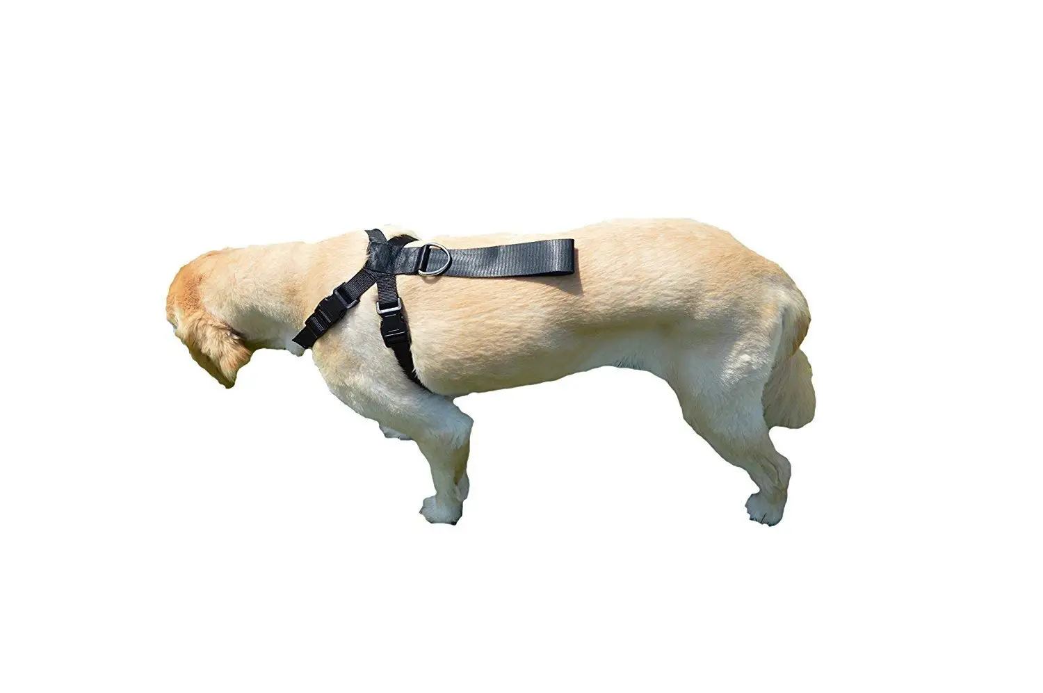 Buy Jump Restraint Harness for Dogs, Prevents Jumping in Cheap Price on