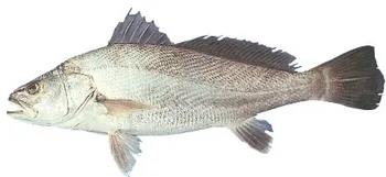 Dusky Kob (argyrosomus Japonicus) - Farmed - Buy Cob / Meagre Product ...