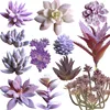 /product-detail/12-pcs-assorted-artificial-succulents-plants-unpotted-faux-succulent-assortment-in-flocked-for-floral-arrangement-62133614961.html