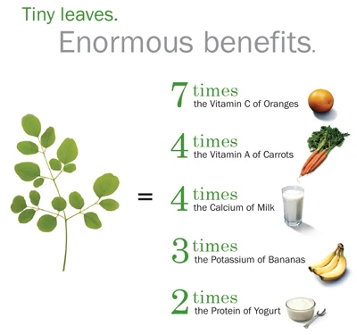 भारत आयातित कच्चे माल सूखे पत्तों moringa पाउडर/पदोन्नति कीमत के साथ सूखे पत्तों moringa निकालने पाउडर