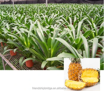 苗床フルーツ苗パイナップル苗 Buy アナナスcomosus苗 パイナップル苗 果実植物 Product On Alibaba Com