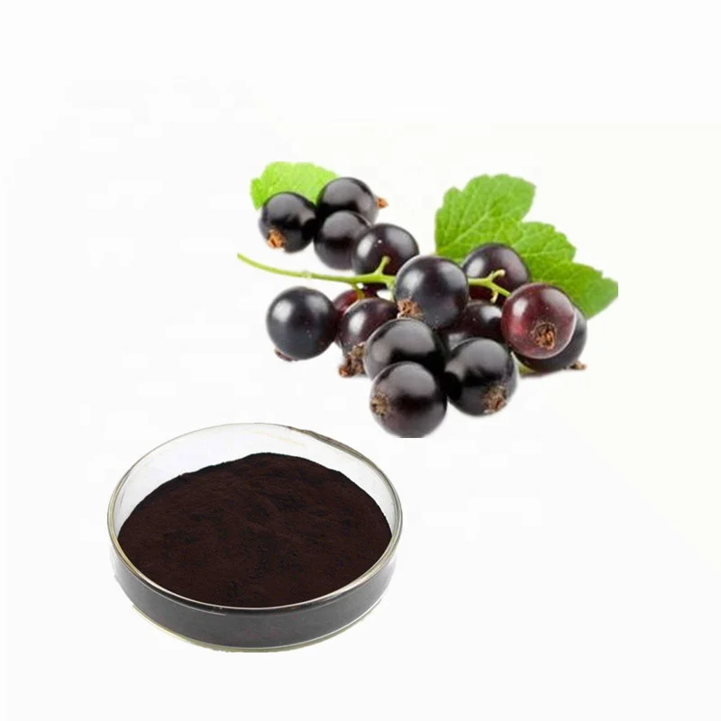 100 Pure Natural Antioxidant Black Currant Extract Buy Gmp Factory