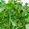 factory direct price extruded plastic pea and bean net/climbing plant support net/agricultural cucumber net