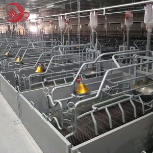 Pig 1 Pig 1 Suppliers And Manufacturers At Alibaba Com