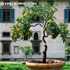 Q082201 different types of plants and trees cheap artificial fruit trees artificial lemon tree
