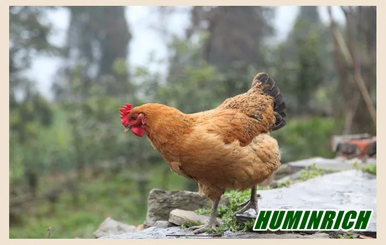 poultry chicken feed.jpg