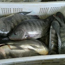 Fish Fingerling Suppliers And Manufacturers At Alibaba Fish Fingerling Suppliers And Manufacturers At Alibaba