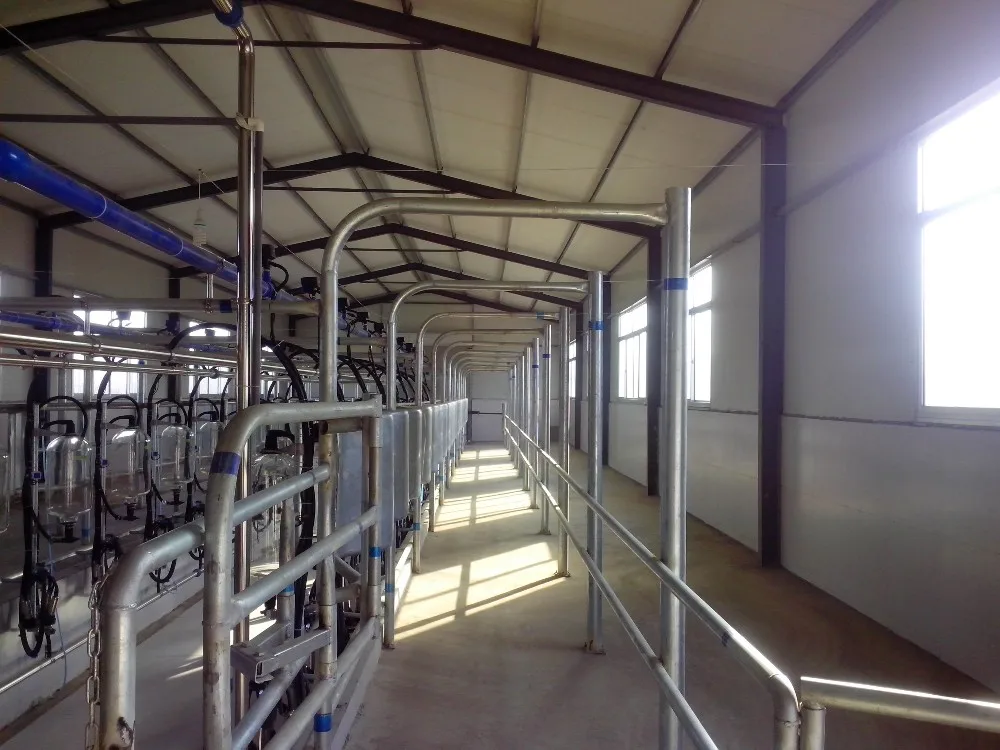 9jy Tie Stall Milking Parlor In Dairy Farm - Buy Tie Stall Milking ...