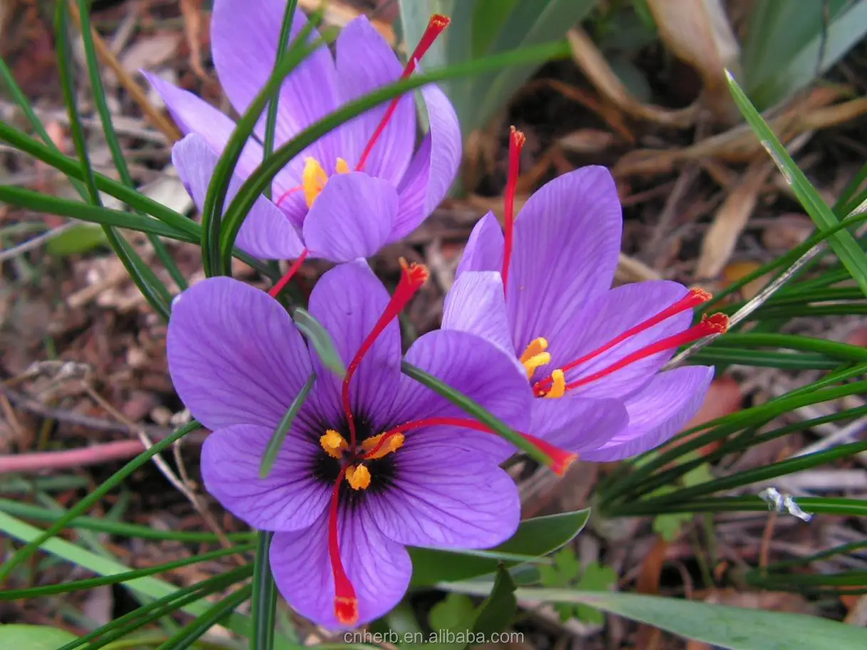 Dried Spanish Saffron Saffron Crocus Stigma Croci For Spice Buy