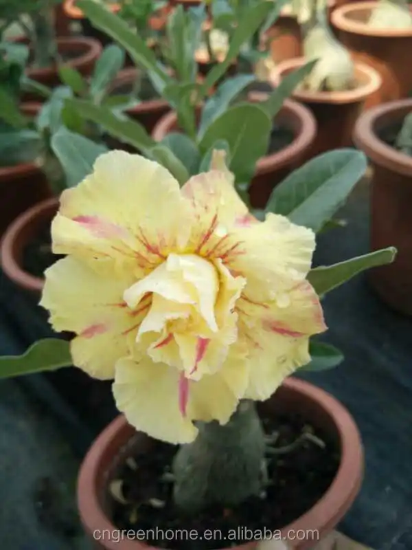 腺嘌呤沙漠玫瑰 - buy adenium desert rose,desert rose,adenium