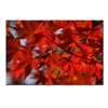 /product-detail/japanese-maple-leaves-picture-art-home-decor-canvas-art-print-60401898744.html