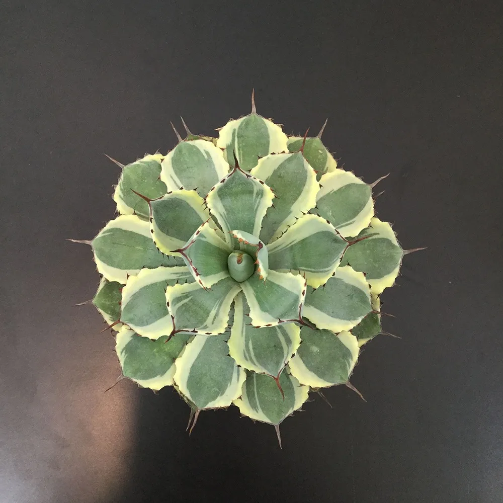 Cheap Wholesale Agave Popoorum Plants Live Succulents