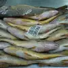 frozen seafood frozen yellow croaker, yellow croaker fish price