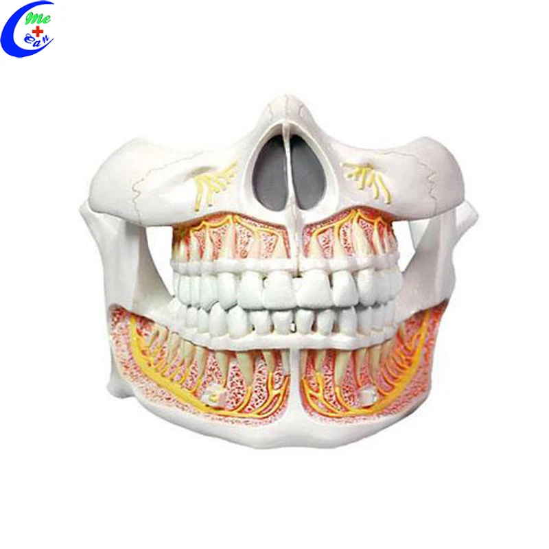 tooth model.jpg