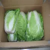 Chinese fresh cabbage in carton box