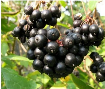 Black-Aronia-berry-P-E.png_350x350.png