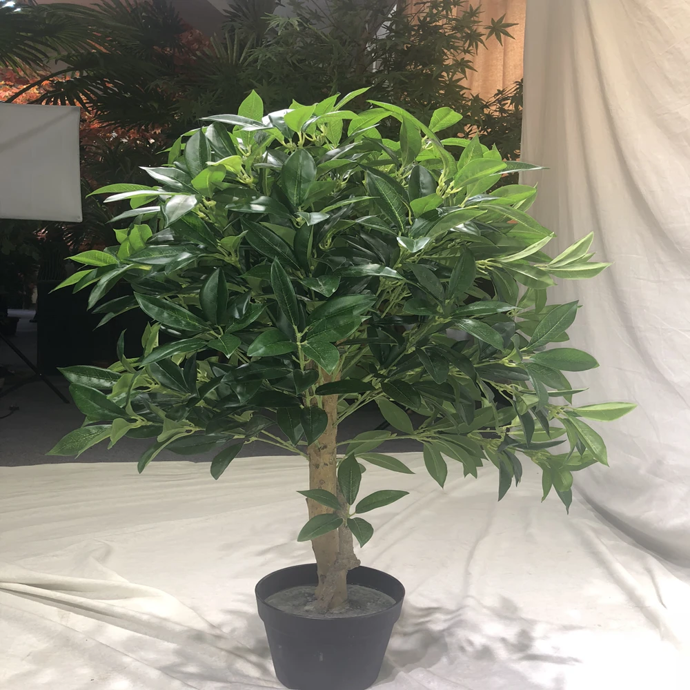 ficus microcarpa mini