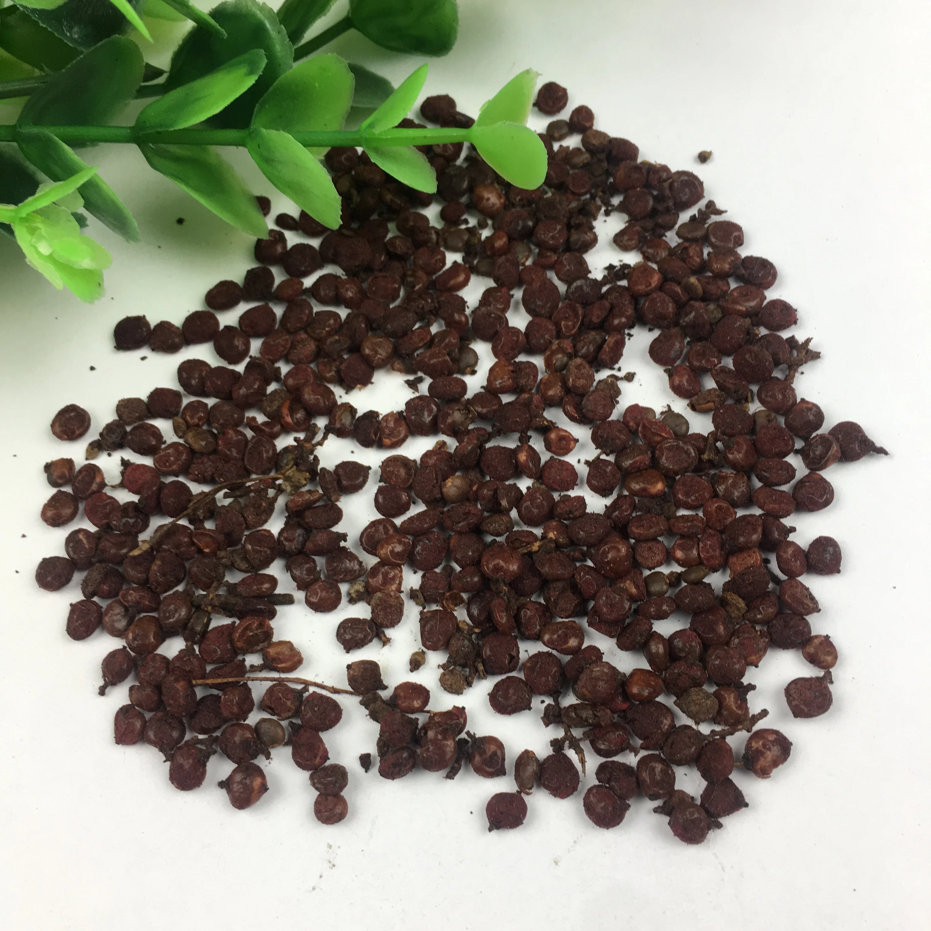 Redpunjab Sumac Root Hot Sell Ornamental Tree Bran Poplar Seeds For