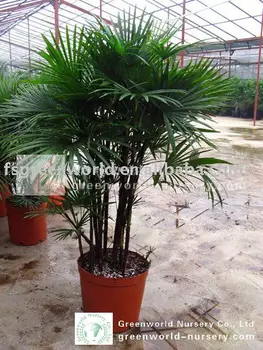 Rhapis Multifida Small Palm Trees For Indoor Buy Finger Palm