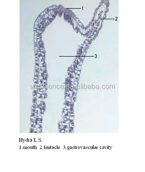 Educational Zoology Microscope Hydra L.s. Prepared Slides - Buy Hydra L ...