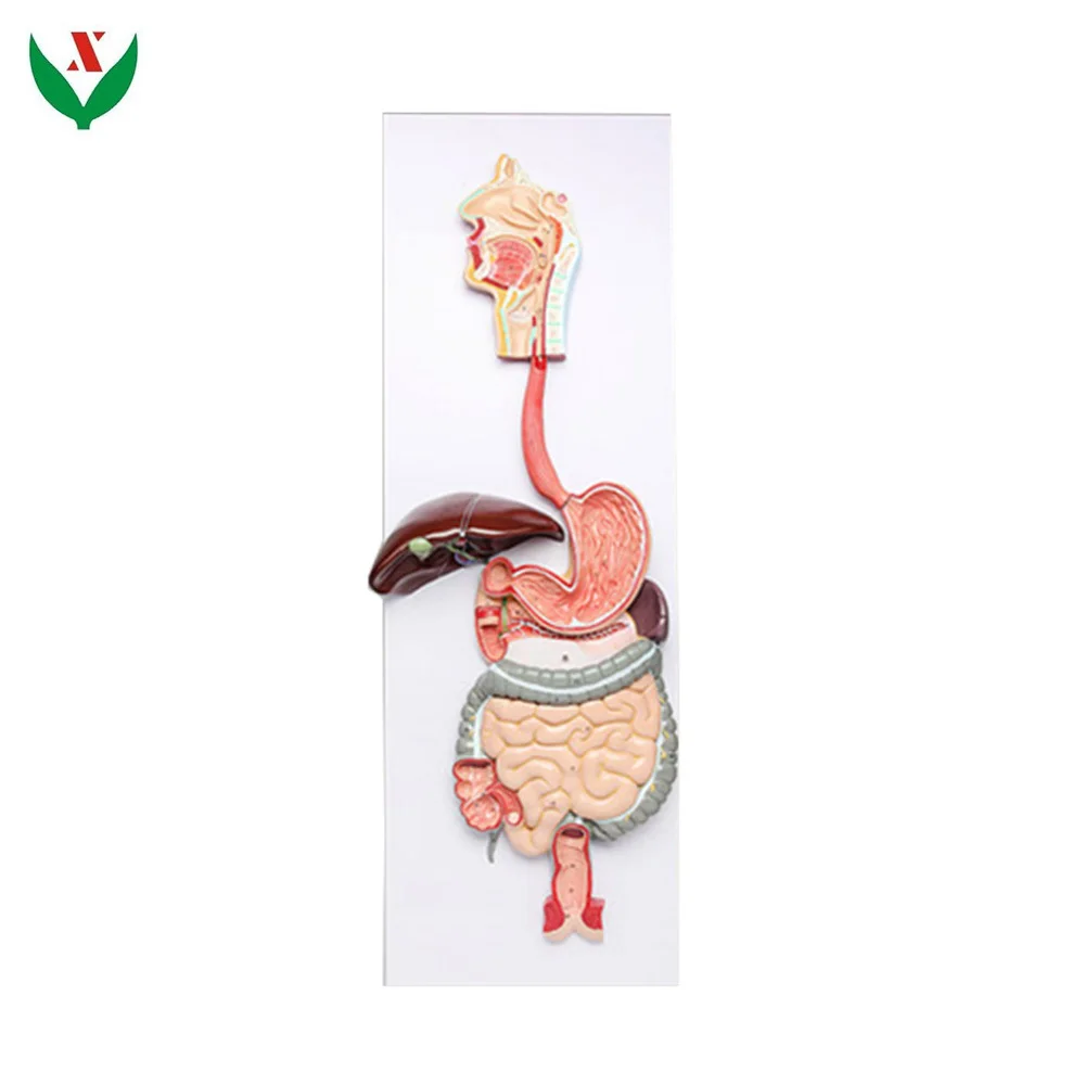 Макет пищеварительной системы. Барельефная модель "пищеварительной системы человека",. Макет пищеварения.