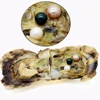 Wholesale high quality cheap round AAAA7-8 mm triplets mixed freshwater pearls in oyster shell vacuum packaging free shipping