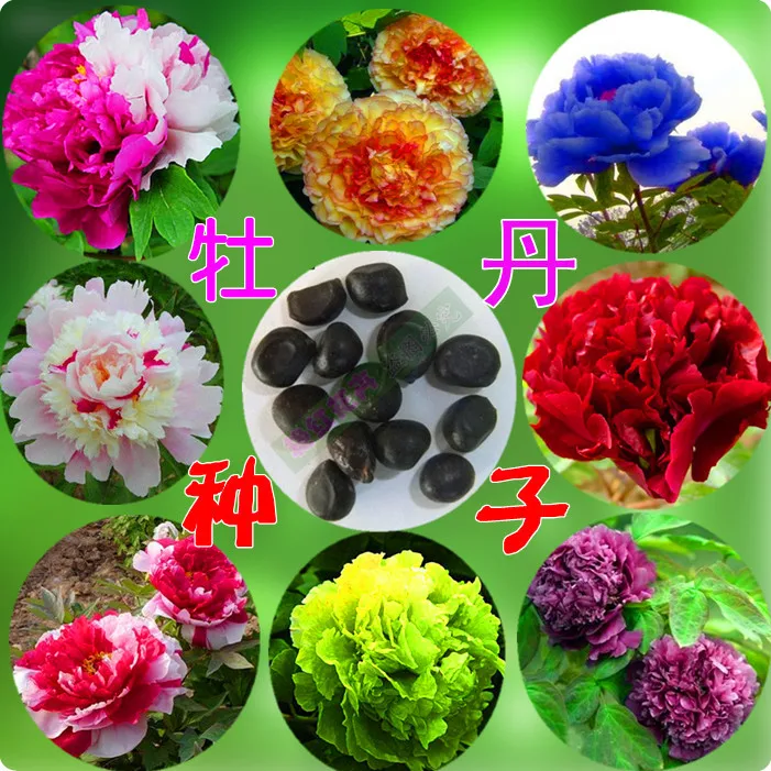 High Quality Peony Paeonia Suffruticosa Seed For Growing Buy Peony Seeds,Peony Seed,Paeonia