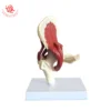 Human muscle distribution muscled hip joint skeleton model