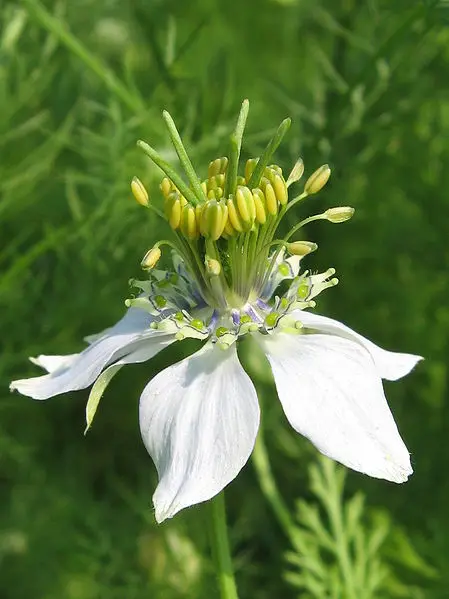 Nigella Sativa.jpg