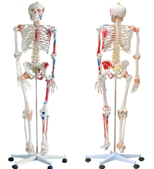 Medical Science Subject And Human Simulation Skeleton Type Human