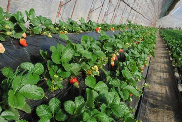 Strawberry-mulch-film-4.jpg