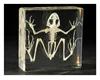 Frog Skeleton Specimen in Resin Acrylic Biology Teaching Model Factory Best price