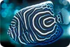 Emperor angel fish (Pomacanthus imperator)
