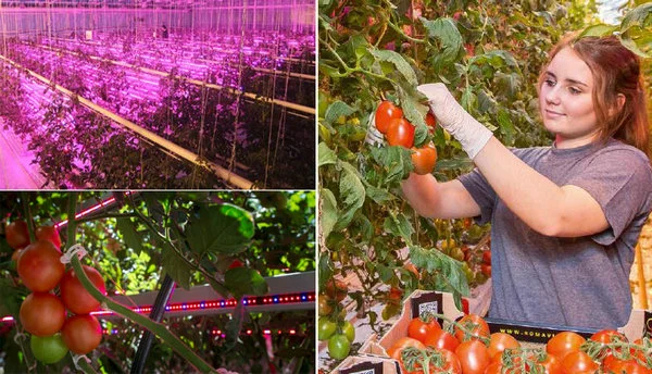 Doppelseitige LED-Inter-Beleuchtung LED für Gartenbau hell wachsen
