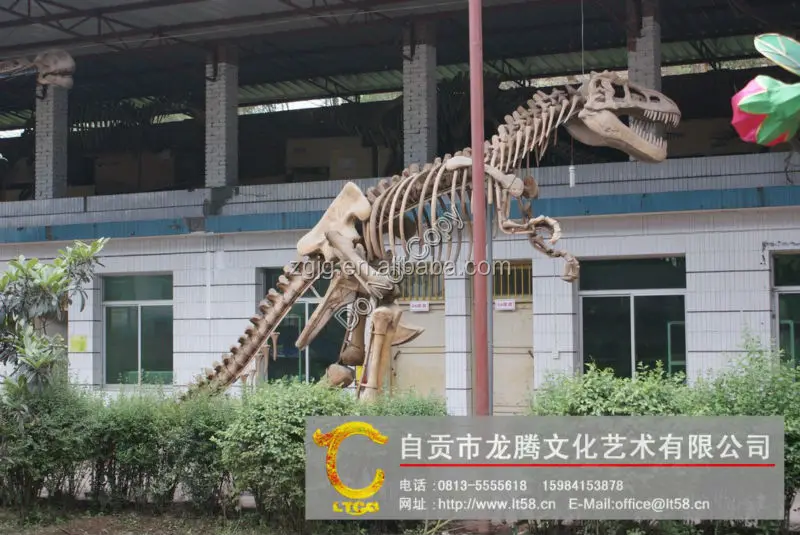 98 Koleksi Gambar Kerangka Hewan Gajah HD Terbaru