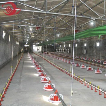 Poultry Chicken Farm/ Hen Shed Feeding Equipment For 