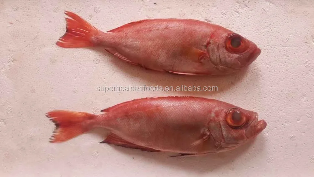 Terbaru 11 Gambar Ikan  Hias Mata  Merah 