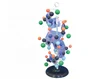 Human protein structure demonstration model,Medical demonstration model of protein structure